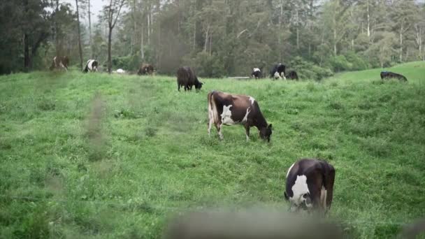 Vacas Pastando Pasto Verde Prado Nova Zelândia Horizontal Vídeo — Vídeo de Stock