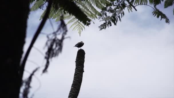 Zeitlupe Eines Vogels Auf Einem Baumstamm Mit Ästen Die Sich — Stockvideo