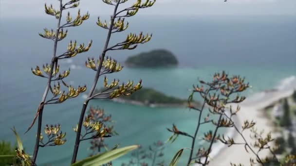 Agave Planta Com Praia Monte Maunganui Fundo Horizontal Vídeo — Vídeo de Stock