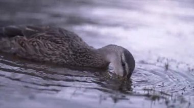 Ördeğin Matheson Gölü 'ndeki bitkilerden yiyişini kapat - 4K Yatay Video