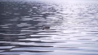Yeni Zelanda 'da Matheson Gölü' nde ördek yüzüyordu - 4K Yatay Video