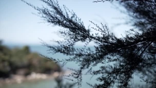 关闭阿贝尔塔斯曼国家公园的树枝和海滩 4K水平视频 — 图库视频影像