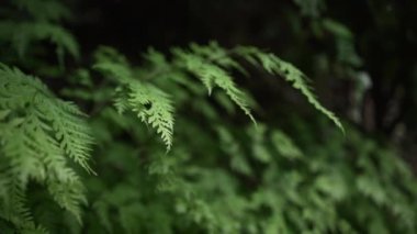 Kaiate Şelaleleri 'nde orman bitkilerini kapatın ve bir el onlara dokunsun - 4K Yatay Video