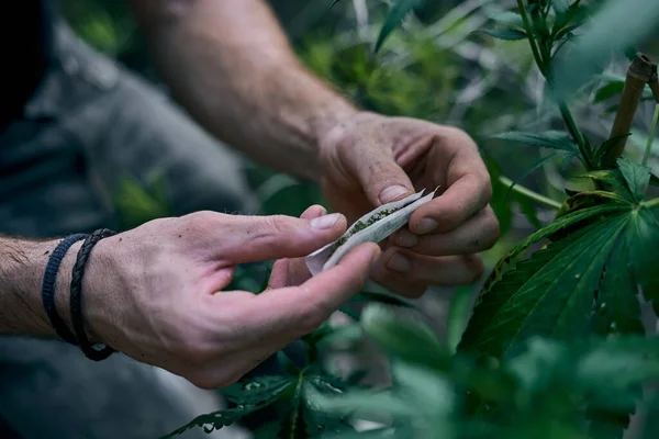 Hombre Rodando Marihuana Cerca Planta Cannabis — Foto de Stock
