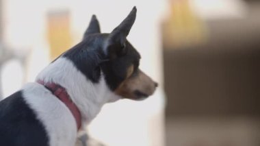 Valencia, İspanya 'da Hayvan Festivali' nde bir fare teriyeri köpeği portresi. Kapat - 4K Yatay Görüntü