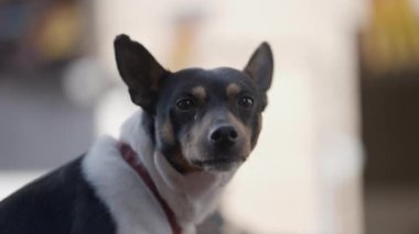 Valencia, İspanya 'da Hayvanların Koruyucu Azizi San Antonio Abad Festivali' nde sevimli yerli köpek. Kapat - 4K Yatay Görüntü