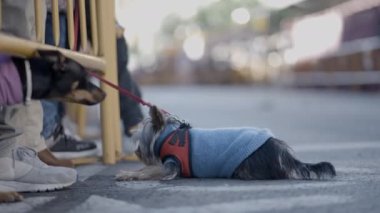 Valencia, İspanya 'da Aziz Anthony Başrahibi Festivali' nde Çin armalı köpek üretimi. Kapat - 4K Yatay Görüntü