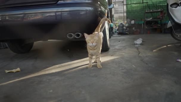 Udomowiony Kot Ziewający Obok Samochodu Garażu Selektywne Ujęcie Ostrości Horizontal — Wideo stockowe