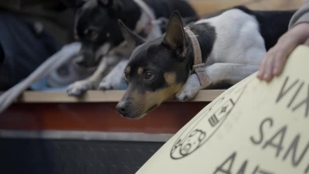 Rat Terriers Farm Dogs Festivity Saint Anthony Abbot Valencia Espanha — Vídeo de Stock
