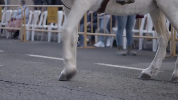 Rössle Auf Der Straße Beim Traditionellen Segen Der Tiere Valencia — Stockvideo