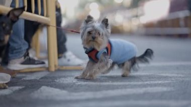 Valencia, İspanya 'da Hayvan Festivali sırasında sevimli Çin armalı köpek evcil hayvanı. Yakın çekim - 4K Yatay video