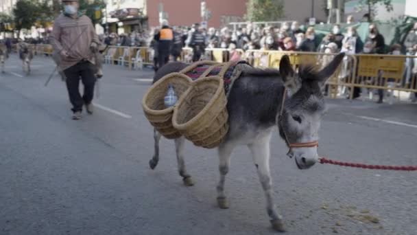 Donkey Wicker Baskets Festival Animals Valencia Spain Slow Motion Horizontal — Stock Video