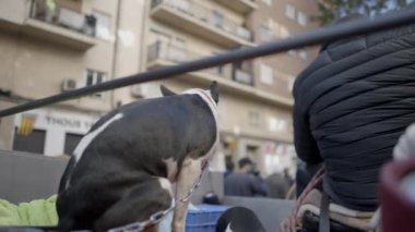 İspanya 'daki San Antonio Abad Festivali sırasında at arabasında zincirlenmiş yerli köpekler. - Kapat - 4K Yatay Video