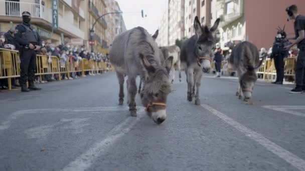 Donkey Walking Street Valencia Annual Celebration San Antonio Abad Festival — Stock video