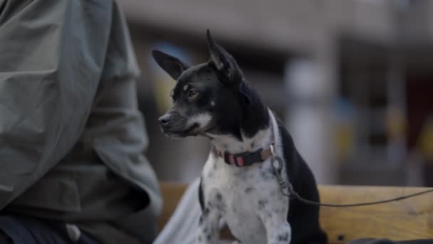 Raça Cão Rat Terrier Sobre Bênção Anual Dos Animais Valência — Vídeo de Stock