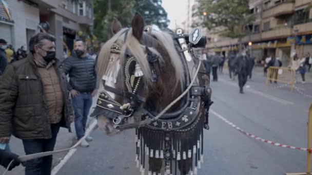 Prosesi Kuda Kuda Dan Hewan Hewan Lainnya Street Benediction Blessing — Stok Video