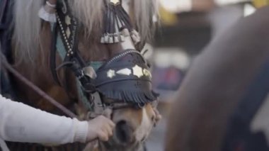 İspanya, Valencia 'da San Antonio Abad ziyafetinde at gözlüğü ve koşum takımı olan bir atın vesikalığı. - 4K Yatay Görüntü