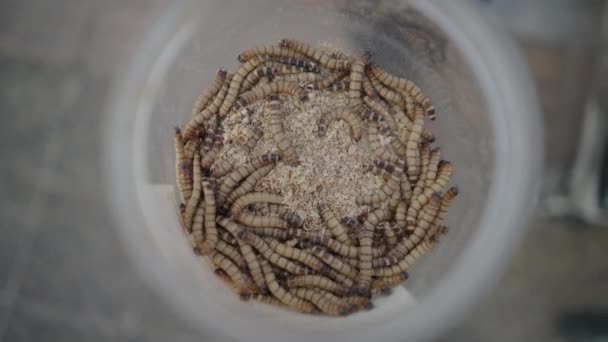 超级蠕虫与燕麦里面的塑料容器 4K水平视频 — 图库视频影像