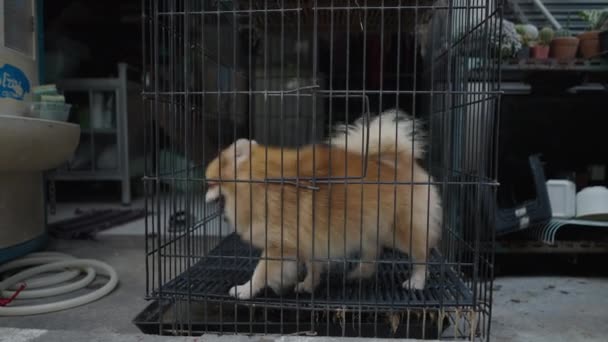 Κρέμα Χρώματος Pomeranian Σκυλί Μέσα Στο Κλουβί Του Close Οριζόντια — Αρχείο Βίντεο