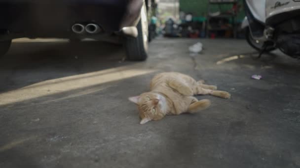 Tabby Cat Vaknade Och Sträckte Sig Medan Han Låg Marken — Stockvideo
