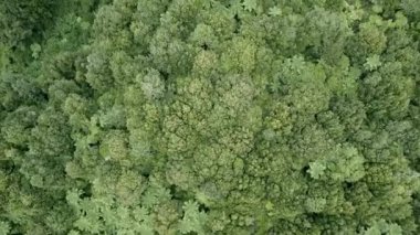 Rotorua 'da ağaçlarla dolu büyük yeşil bir ormanın havadan görünüşü, Yeni Zelanda - 4K Yatay Video
