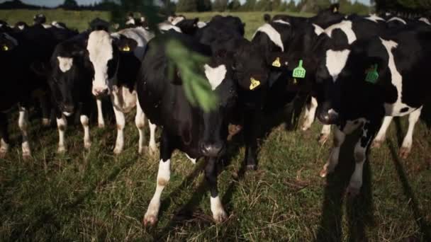 Vista Aérea Zona Rural Con Carreteras Prado Verde Rotorua Nueva — Vídeos de Stock