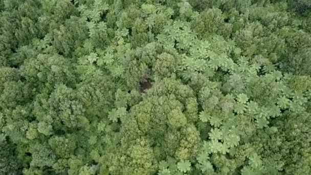 ロトルアの植生の多い大きな緑のジャングルの空中ビュー ニュージーランド 4K水平ビデオ — ストック動画
