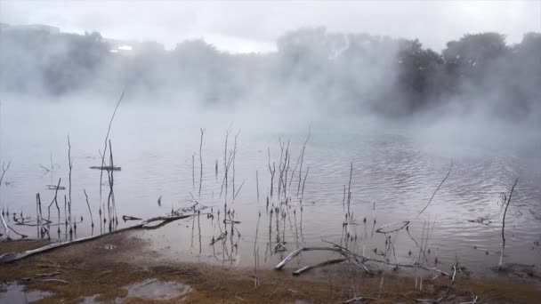 Menutup Tanaman Dari Mata Air Panas Alami Dengan Uap Rotorua — Stok Video