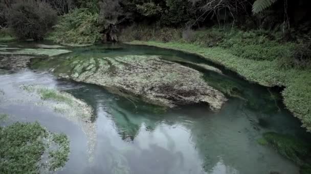 青い春の州立公園の内陸の流れと植生を持つ青い川 4K水平ビデオ — ストック動画