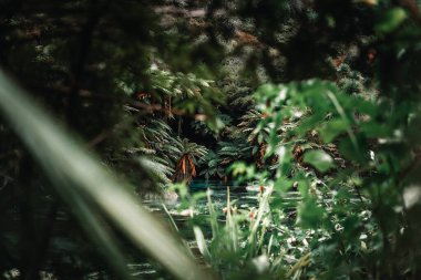 Mavi bahar suları, orman ağaçlarının, mavi pınarların, Yeni Zelanda 'nın ortasındaki bitki ve yoğun bitki örtüsünün arasından geçerek yollarına devam ediyor.