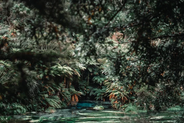 lush jungle with many plants, trees and palm trees and a spring with crystal clear blue waters that rises between the plants forming a calm river, blue springs, new zealand - Travel concept