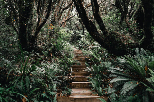 long stairs hidden among the vegetation go up making their way through the forest the trees and lush vegetation of nature in a lonely place, taranaki, new zealand - Travel concept