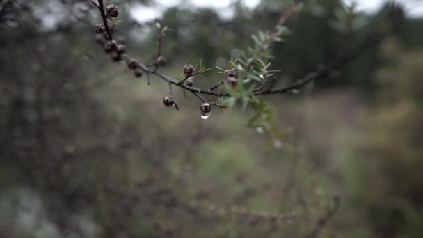 Zbliżenie Kropel Spadających Owoc Drzewa Parku Stanowym Blue Spring Horizontal — Wideo stockowe