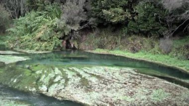 Yeşil nehir bitkileriyle mavi bahar parkı nehri - 4K Yatay video