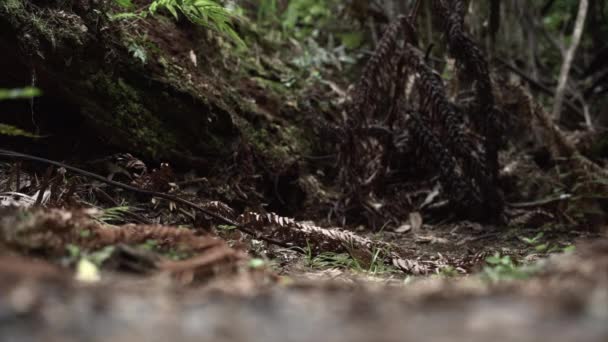 桜島で緑のジャングルに飛び込む男の足のクローズアップ ニュージーランド 4K水平ビデオ — ストック動画