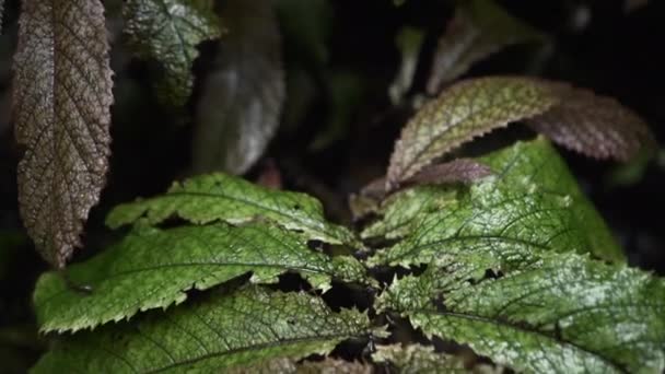 Primer Plano Una Hoja Árbol Sostenida Por Una Mano Isla — Vídeos de Stock