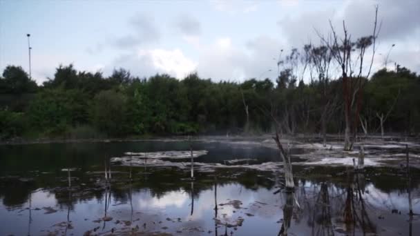 Close Vegetation Natural Hot Springs Rotorua New Zealand Horizontal Video — Stock Video