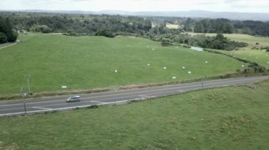 İnek sürüsü Rotorua 'daki yeşil otlaktaki kameraya bakıyor, Yeni Zelanda - 4K Yatay Video
