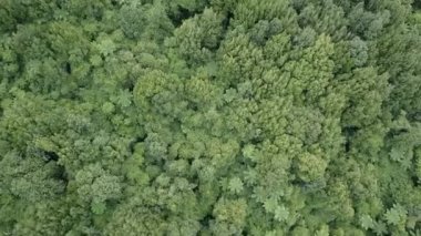 Yeşil orman yol kenarı ve rotorua kırsalının hava manzarası, Yeni Zelanda - 4K Yatay Video