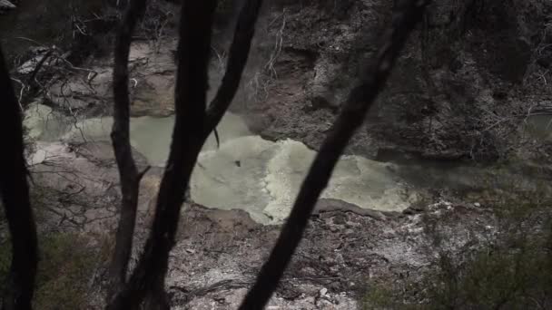Φυσικές Θερμές Πηγές Στο Δάσος Rotorua Νέα Ζηλανδία Οριζόντια Βίντεο — Αρχείο Βίντεο