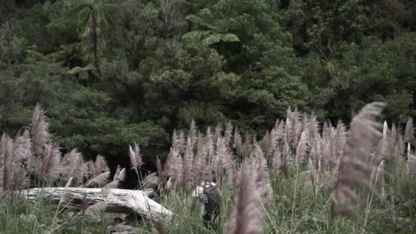 Man Walks Green Jungle Spikes Whenuakura Island New Zealand Horizontal — Stock Video