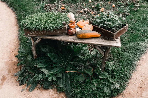 Παλιό Ξύλινο Τραπέζι Γλάστρες Γεμάτες Από Φρούτα Και Λαχανικά Φυτών — Φωτογραφία Αρχείου