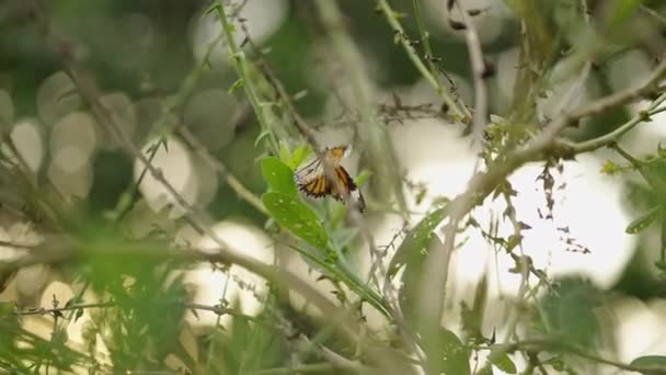 Hermosa Mariposa Monarca Abrir Sus Alas Planta Verde Phi Phi — Vídeo de stock