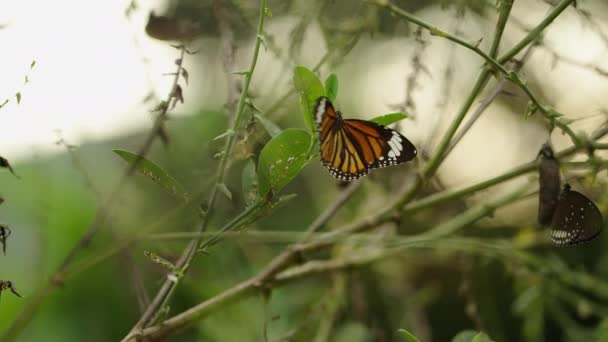 Großaufnahme Eines Monarchfalters Der Seine Flügel Auf Einem Kleinen Grünen — Stockvideo