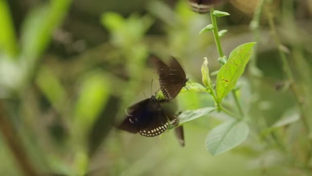 Mariposas Cuervo Común Colgando Pequeñas Hojas Verdes Tailandia Horizontal Video — Vídeo de stock