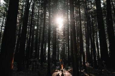 Ormandaki genç, beyaz bir kadın arka planda gökyüzüne bakan ağaçlar, kırmızı ağaçlar, rotorua, Yeni Zelanda - Doğa Seyahati kavramı
