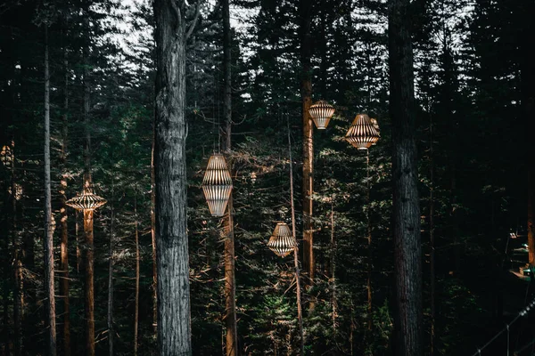 Günbatımında Ormandaki Farklı Ağaçlardan Sarkan Farklı Boyutlarda Yanan Ahşap Fenerler — Stok fotoğraf
