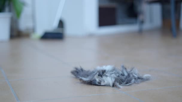 Rack Focus Pile Recently Cut Animal Hair Broom Background Horizontal — Stock Video