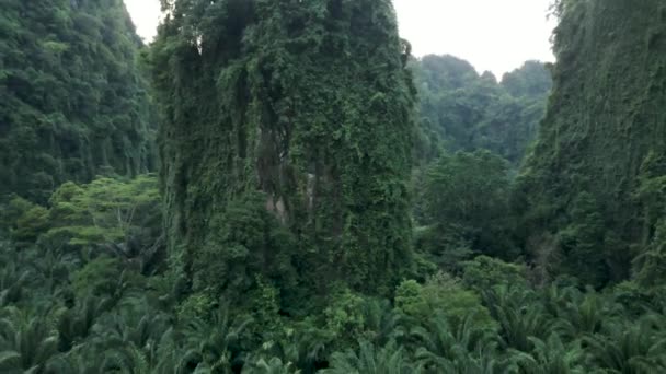 Krabi Adasında Bulutlu Bir Günde Palmiye Yağı Tarlası Üzerinde Uçmak — Stok video