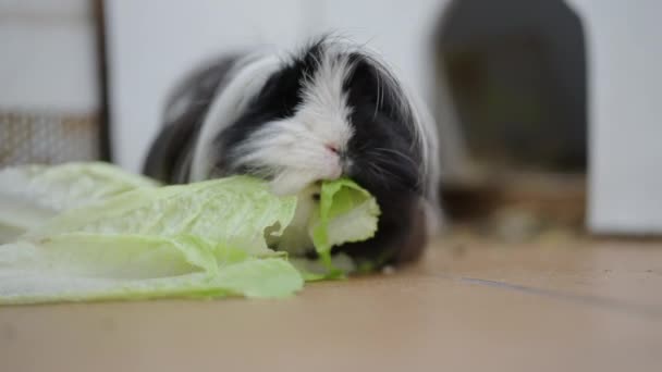 Close Cute Tiny Guinea Pig Eating Lettuce Black White Furry — Stock Video